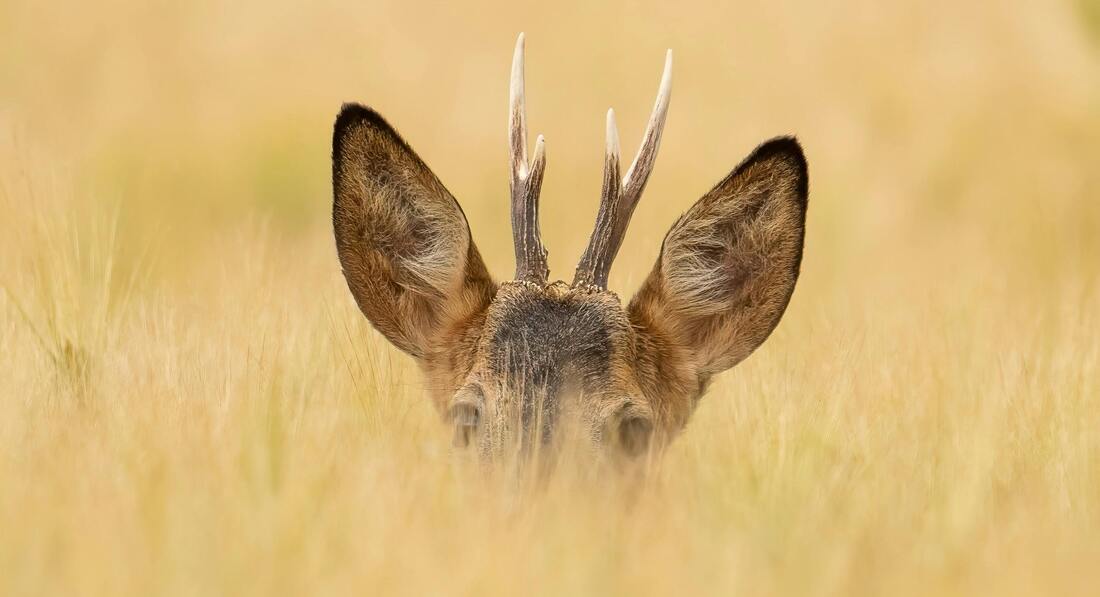 Explore the Wild Heart of Ghana: Unforgettable Safaris with Surunku Experiential Tours