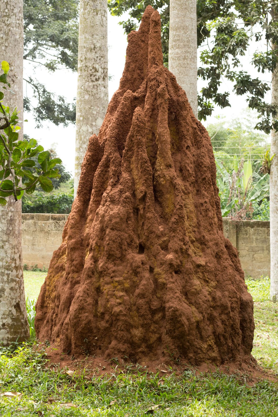ant_hill_in_aburi_garden.jpg