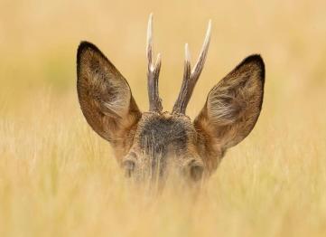 Explore the Wild Heart of Ghana: Unforgettable Safaris with Surunku Experiential Tours