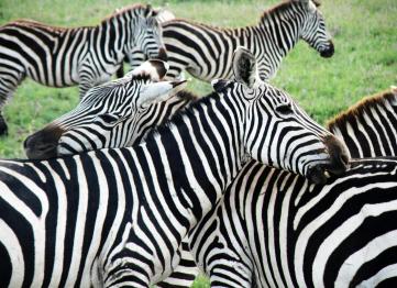 Discover the Wild Heart of Ghana: An Unforgettable Adventure in Shai Hills